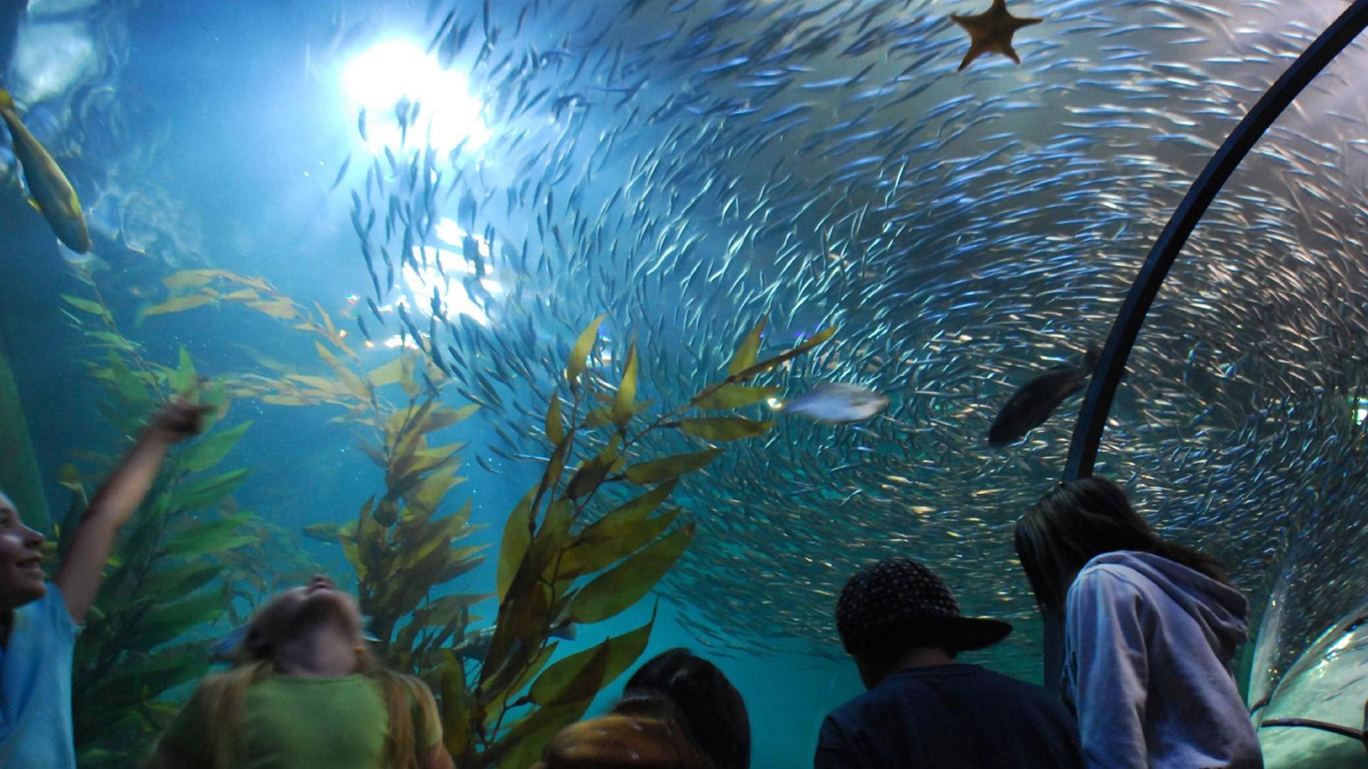 Aquarium of the Bay - Ticket Only image 1