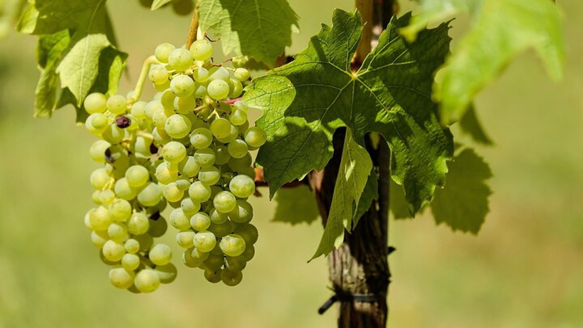 Stellenbosch Halbtägige Weintour in kleiner Gruppe