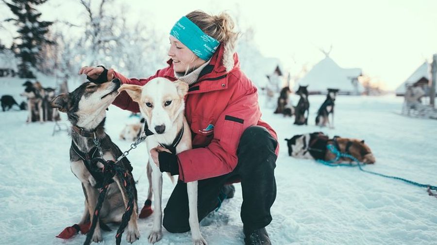 Tromso Husky Self-Drive Sledding With Cake and Drink in Lavvu