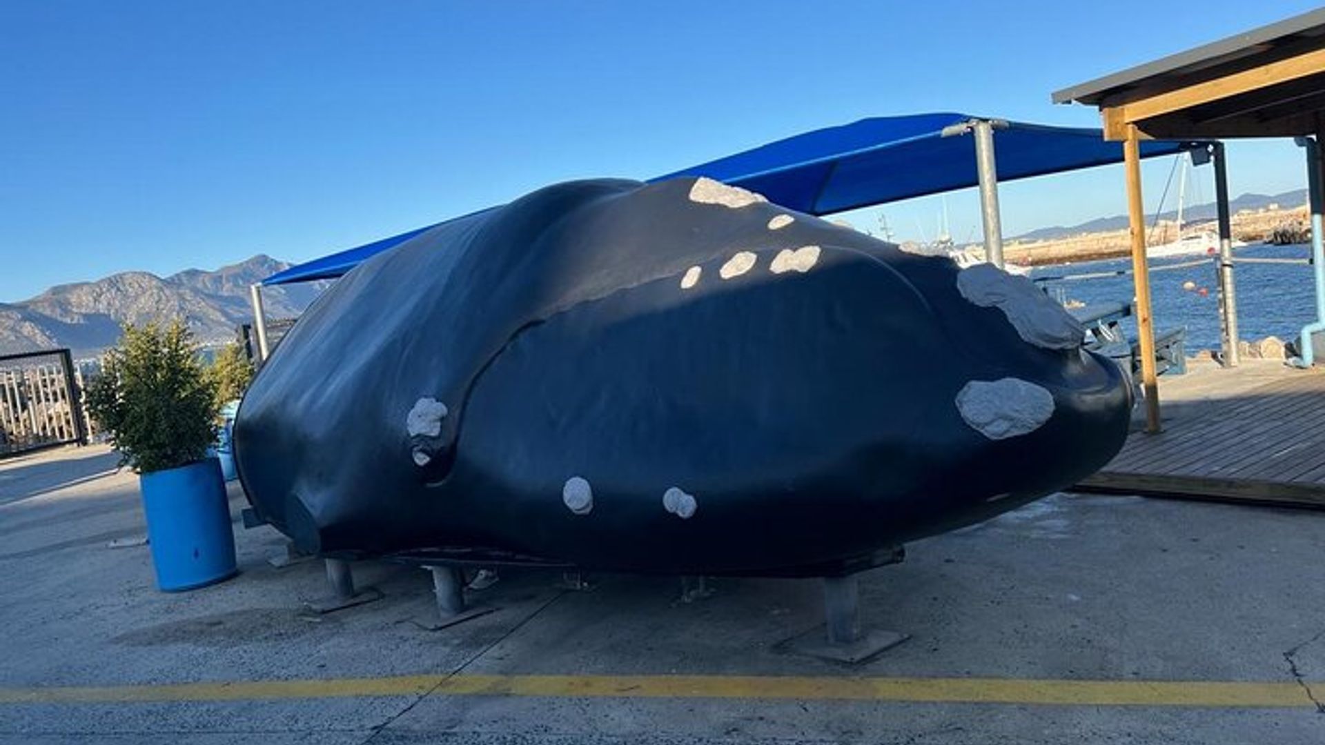 Full Day Small Group Whale Watching and Wine Tasting Experience