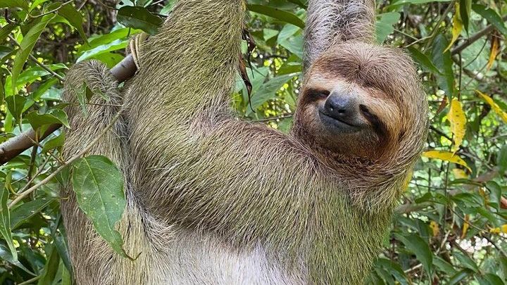 Guided Tour of Manuel Antonio National Park With Opt Tickets