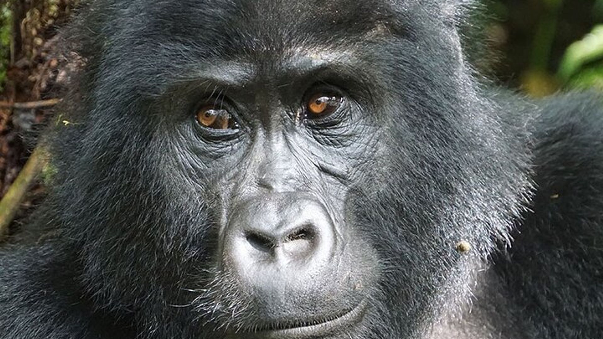 10-Day Uganda Primates and Big 5 Safari