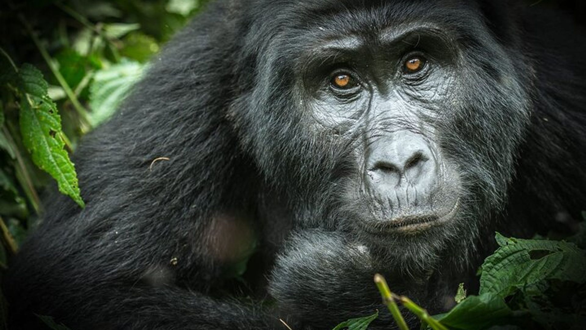 Kibale-Elizabeth-Bwindi Gorilla-Trekking 7-Ijoro Ryigenga