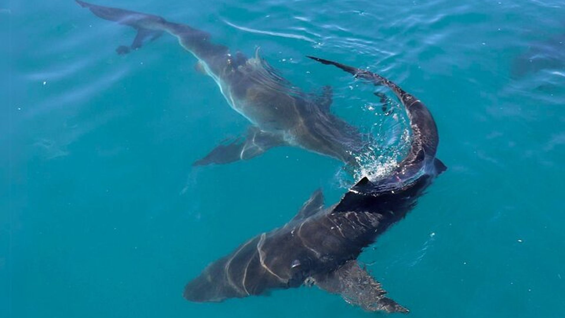 Le Cap : Observation de requins et plongée en cage avec transferts