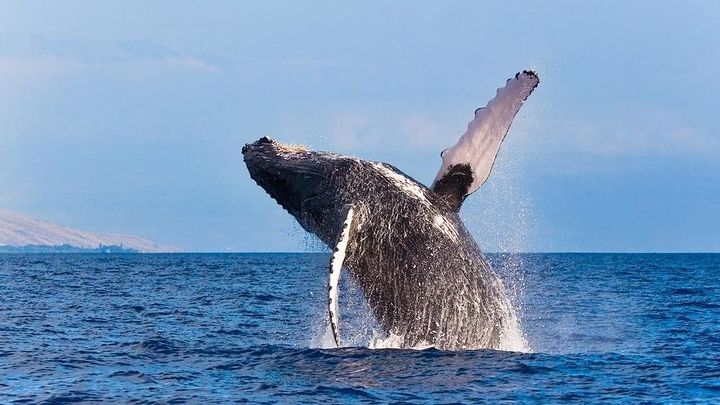 Zodiac Raft Whale Watching Adventure