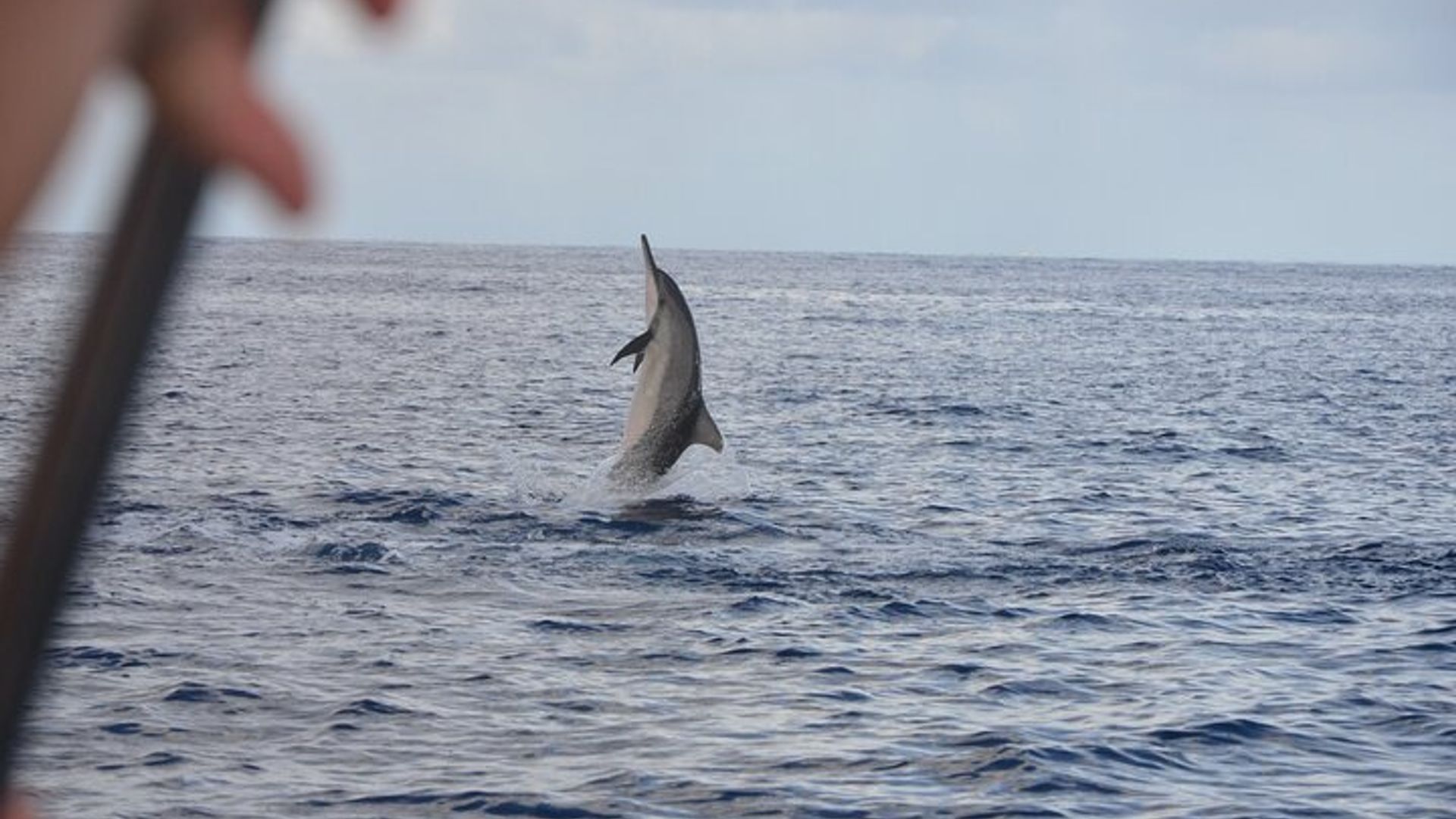Dolphins and whale encounter on the West Coast of Mauritius