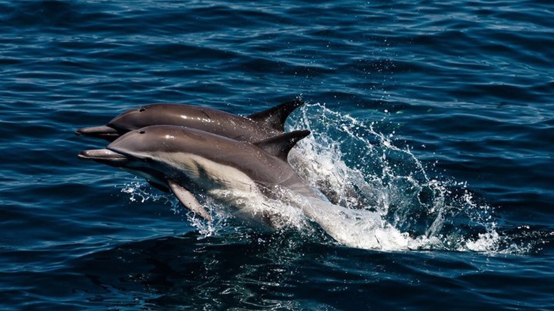 Catamaran Dolphin Adventure