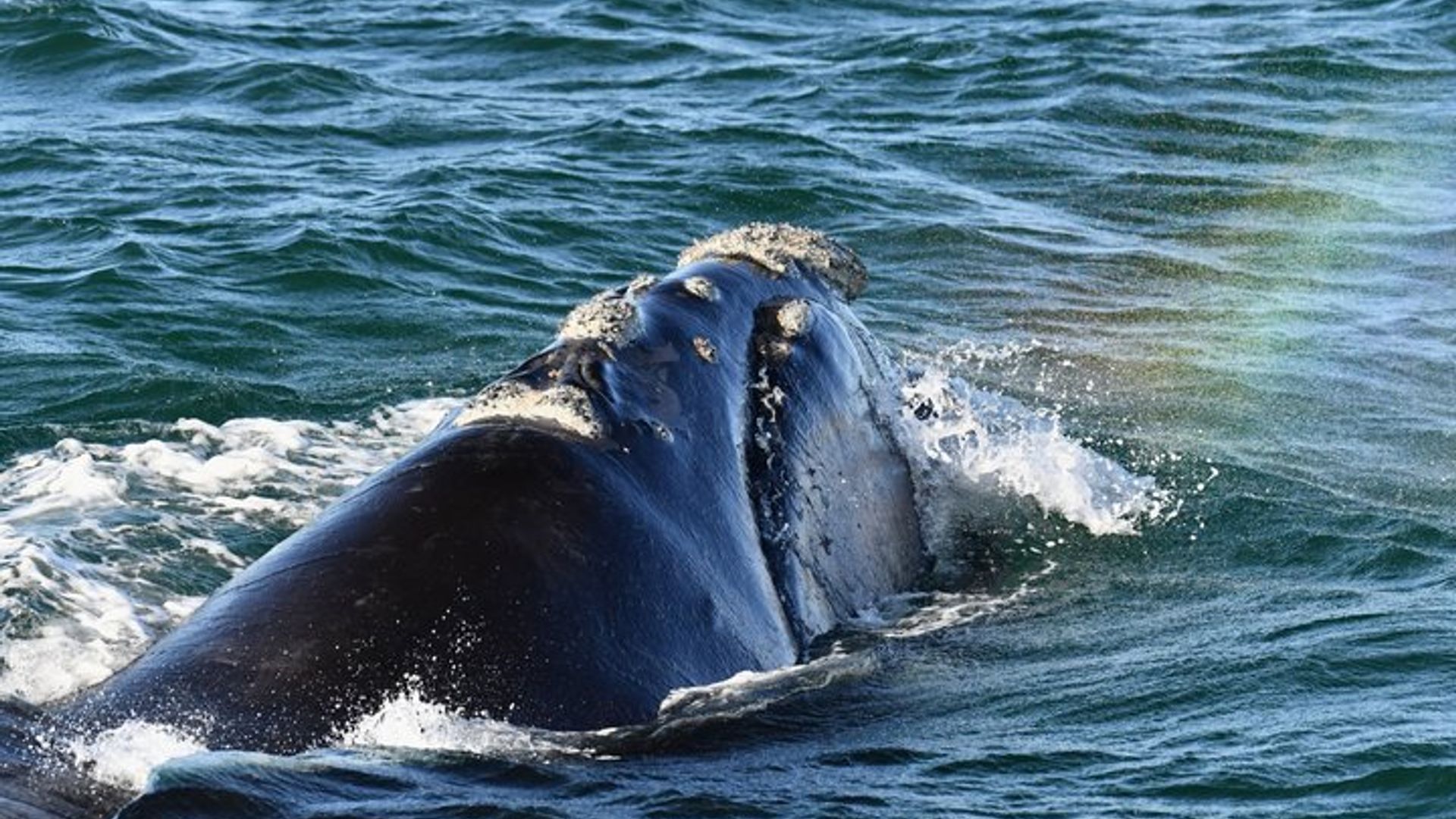 Avistamiento de ballenas y aventura de pingüinos en barco Hermanus