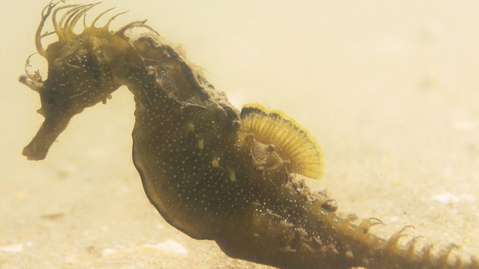 Seepferdchenbeobachtung