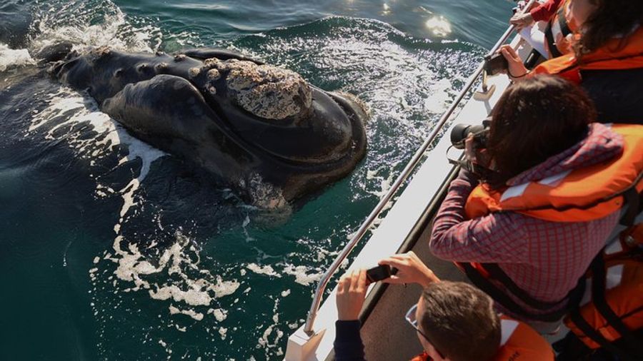 Peninsula Valdes Tour From Puerto Madryn With Hotel Pickup