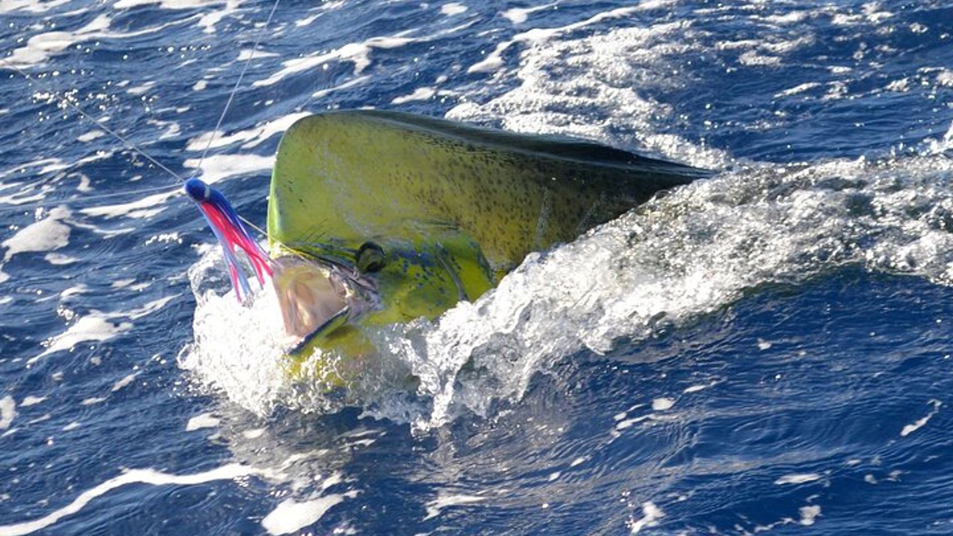 Excursión privada de Grand Baie Mauritius Fishing Experience
