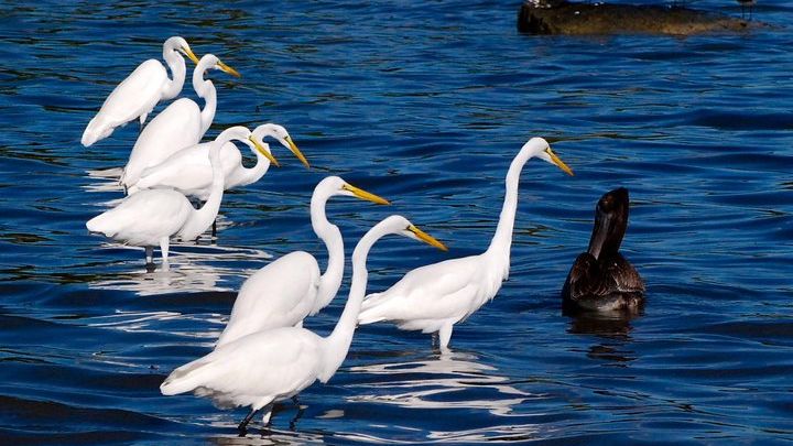 Key West Shark and Wildlife Catamaran Family-Friendly Tour