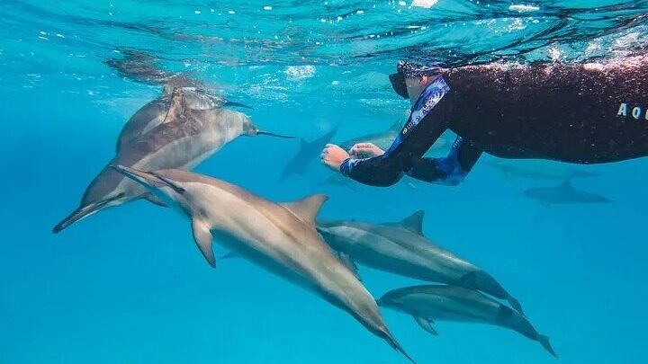Egypt: Marsa Alam To Samadai Reef Boat Snorkeling Group Tour