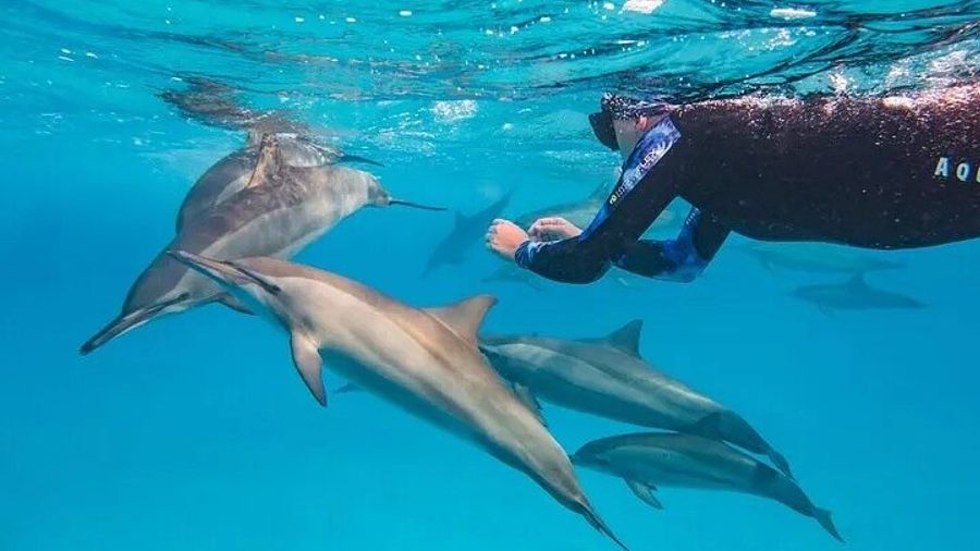 Egypt: Marsa Alam To Samadai Reef Boat Snorkeling Group Tour