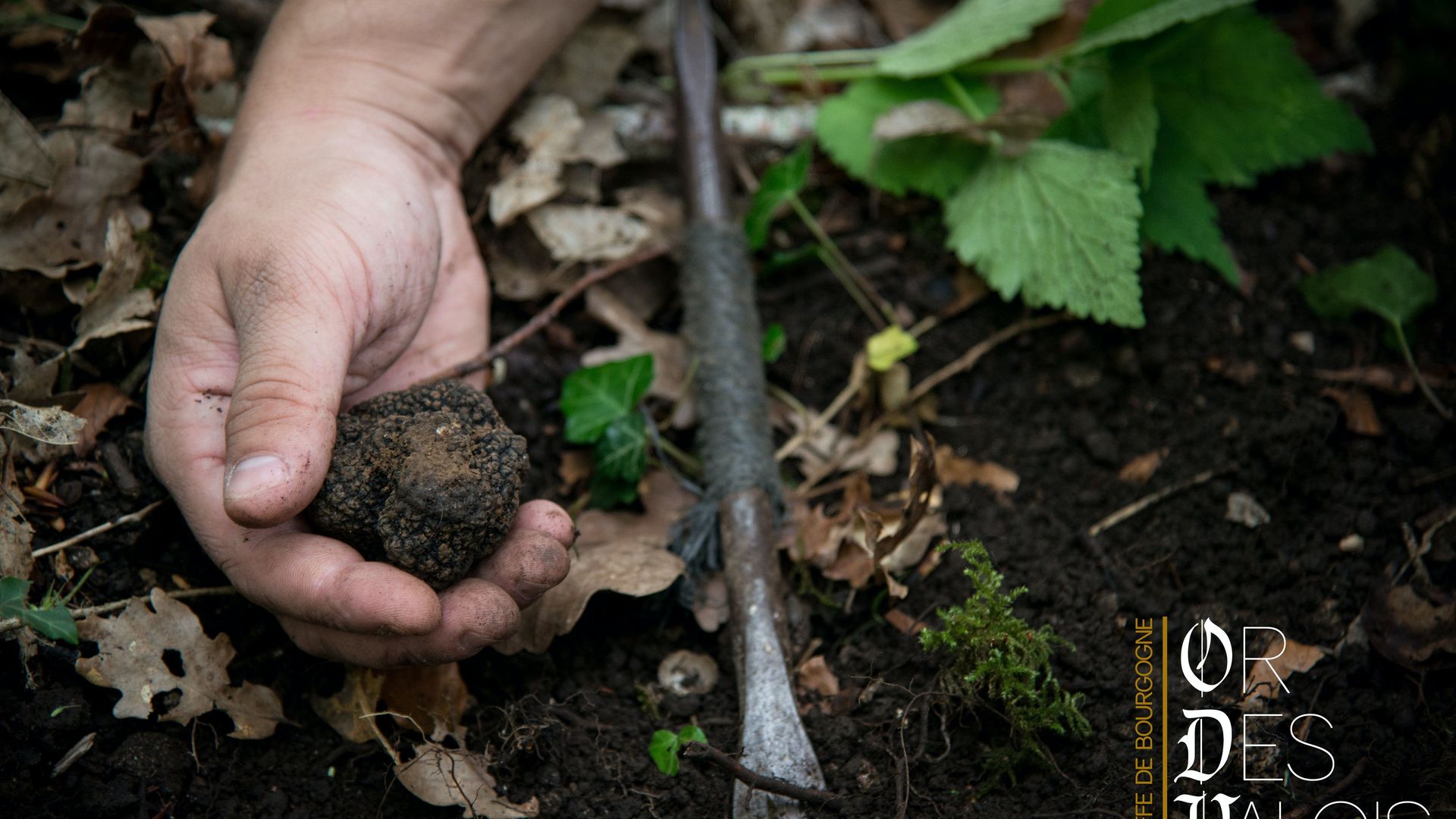 Démonstration de chasse à la truffe de Bourgogne et dégustation de truffes