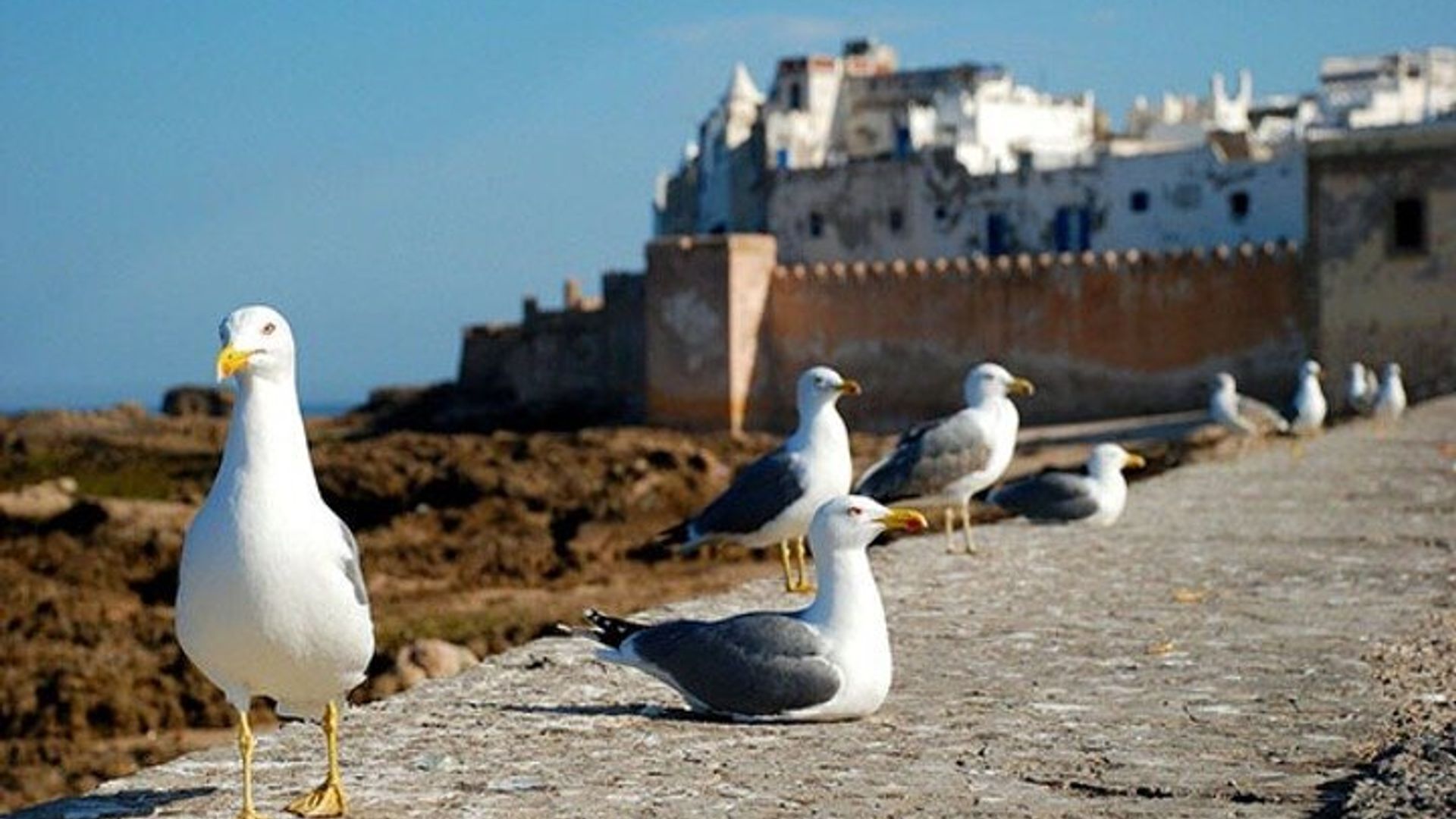 Essaouira & Sekkala Day Trip with Optional Lunch from Marrakech