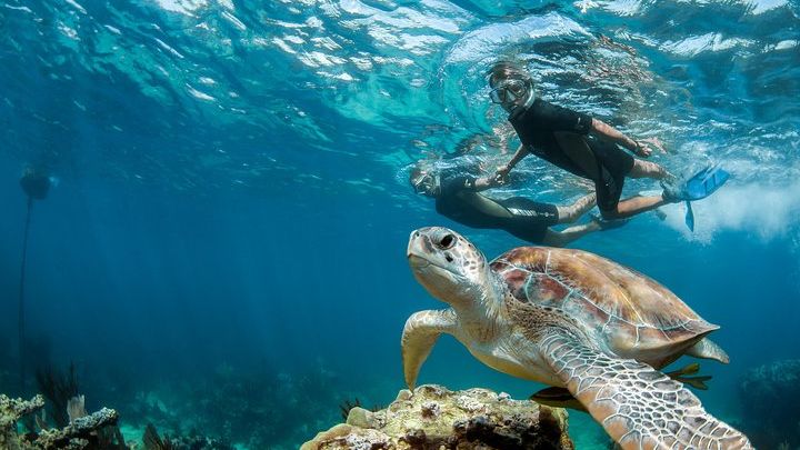 Riviera Maya: Private Sea Turtle Snorkeling and Cenote Tour