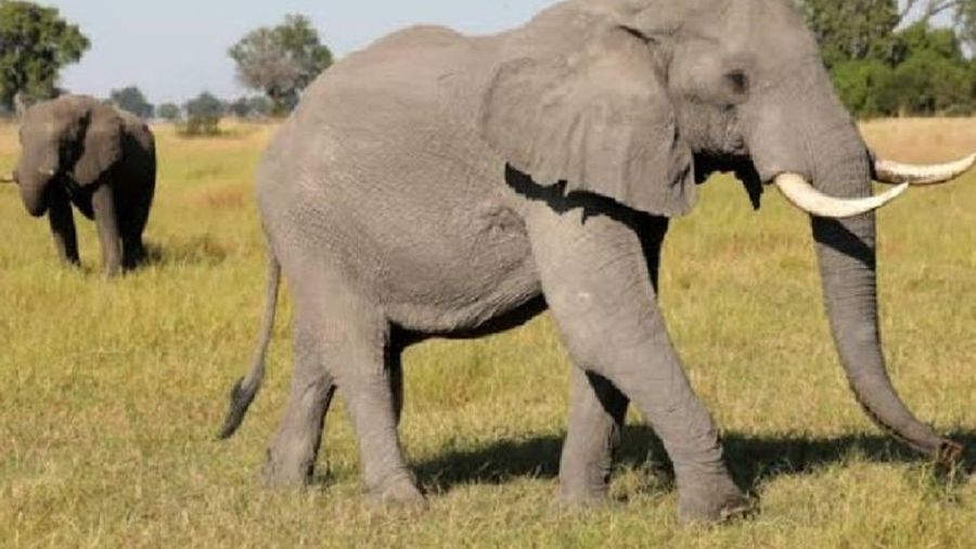 Pilanesberg National Park Day Safari in Open Jeeps with Lunch