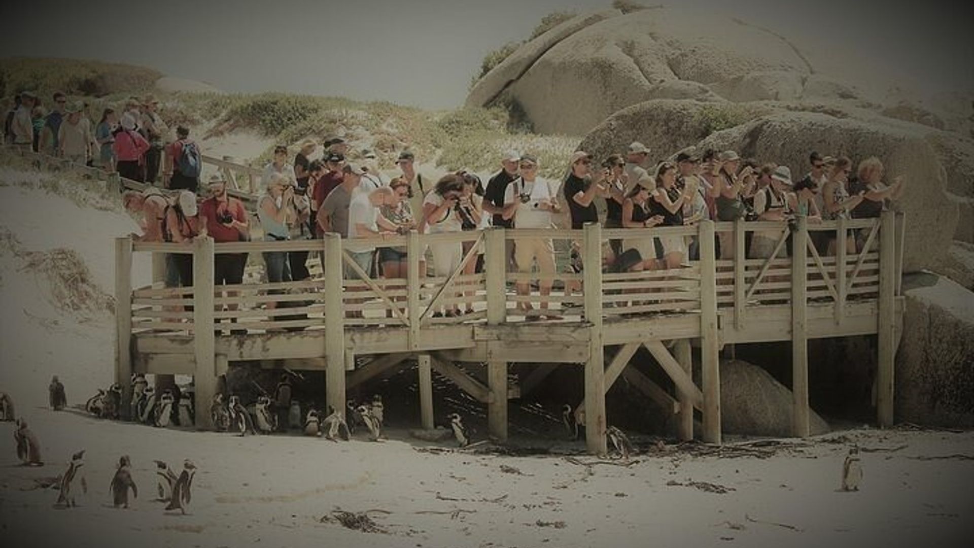 Tour de medio día de encuentro con pingüinos en la playa de Boulders