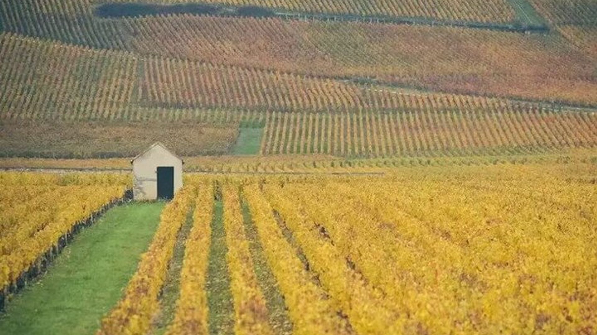 Paris Côte de Nuits Burgundy Wine Tour with Cellar Visit Tasting