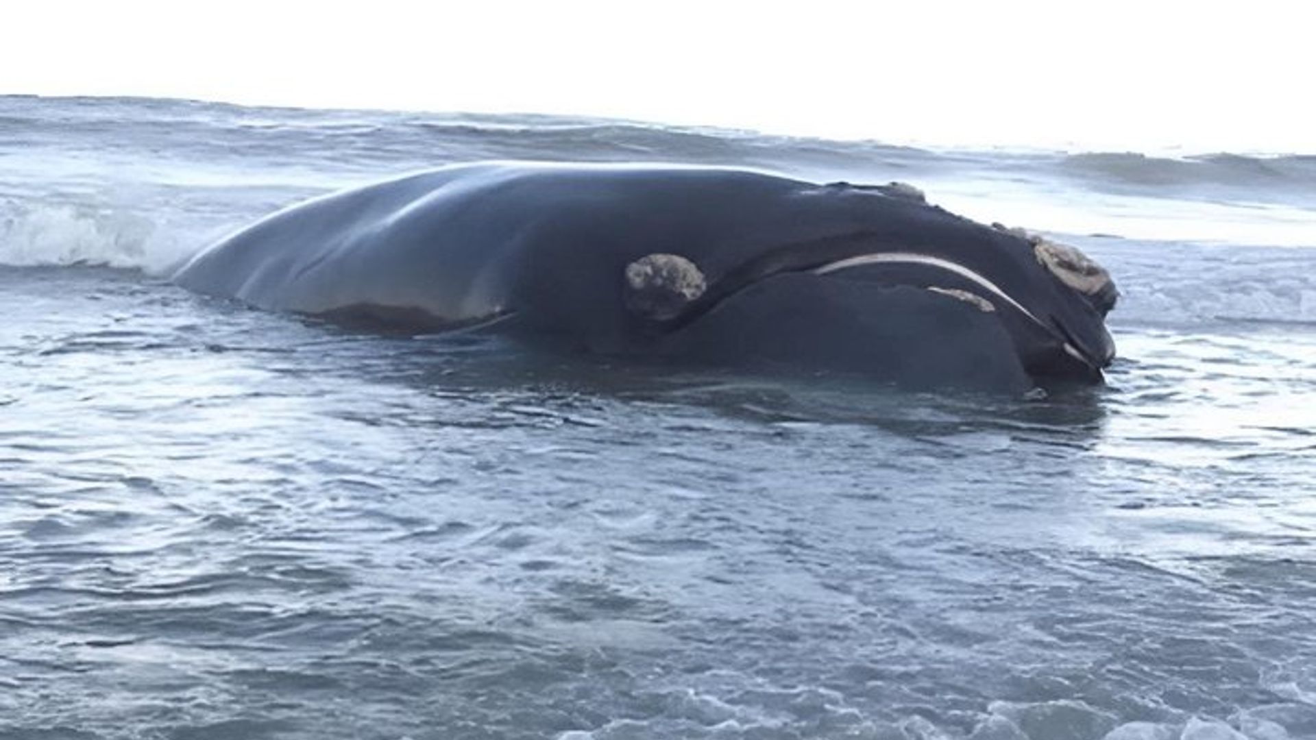 Tour privado de observación de ballenas Hermanus con recogida en el hotel