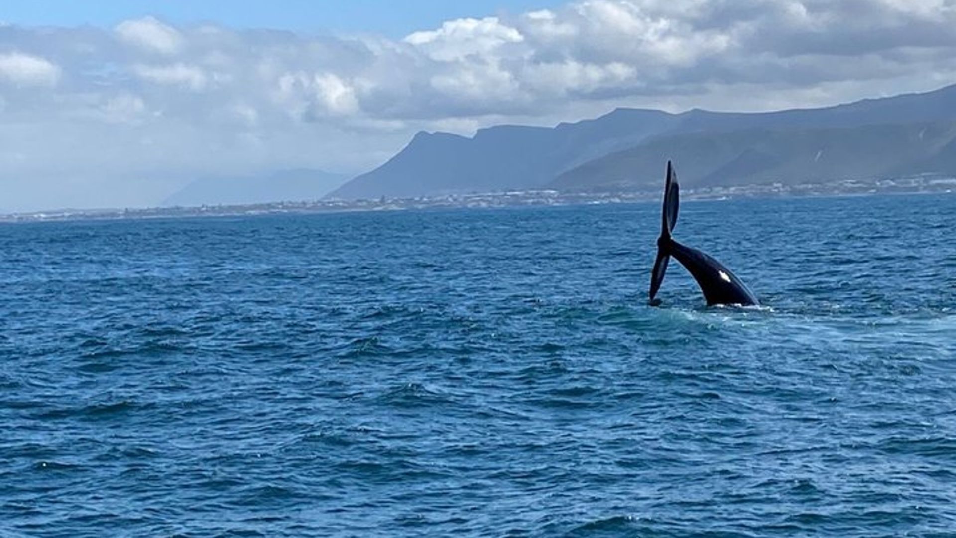 Hermanus Private Whale Watching Tour With Hotel Pickup