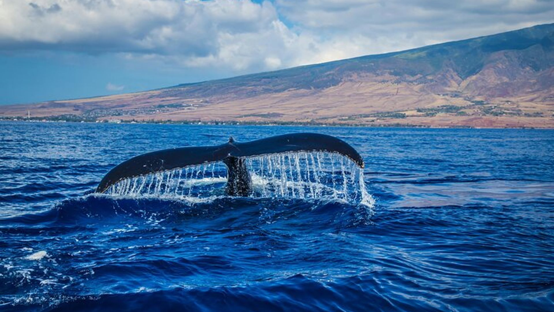 Actividad privada de avistamiento de ballenas guiadas en Ciudad del Cabo