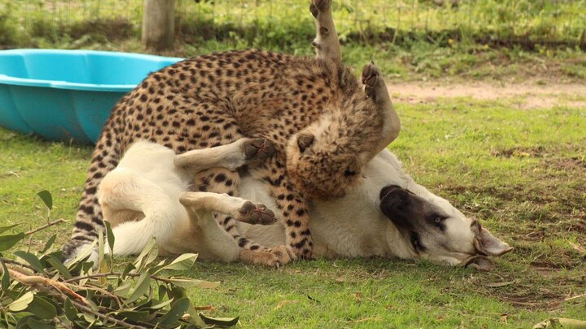 Tour en tirolina por el Cabo Canopy y extensión de guepardos