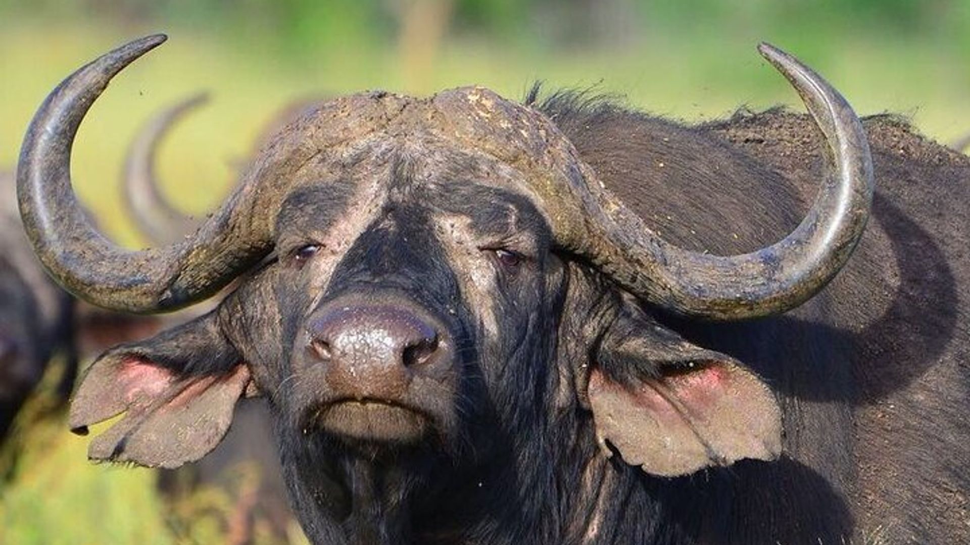 4 Tage Maun und Chobe Nationalpark All inklusive