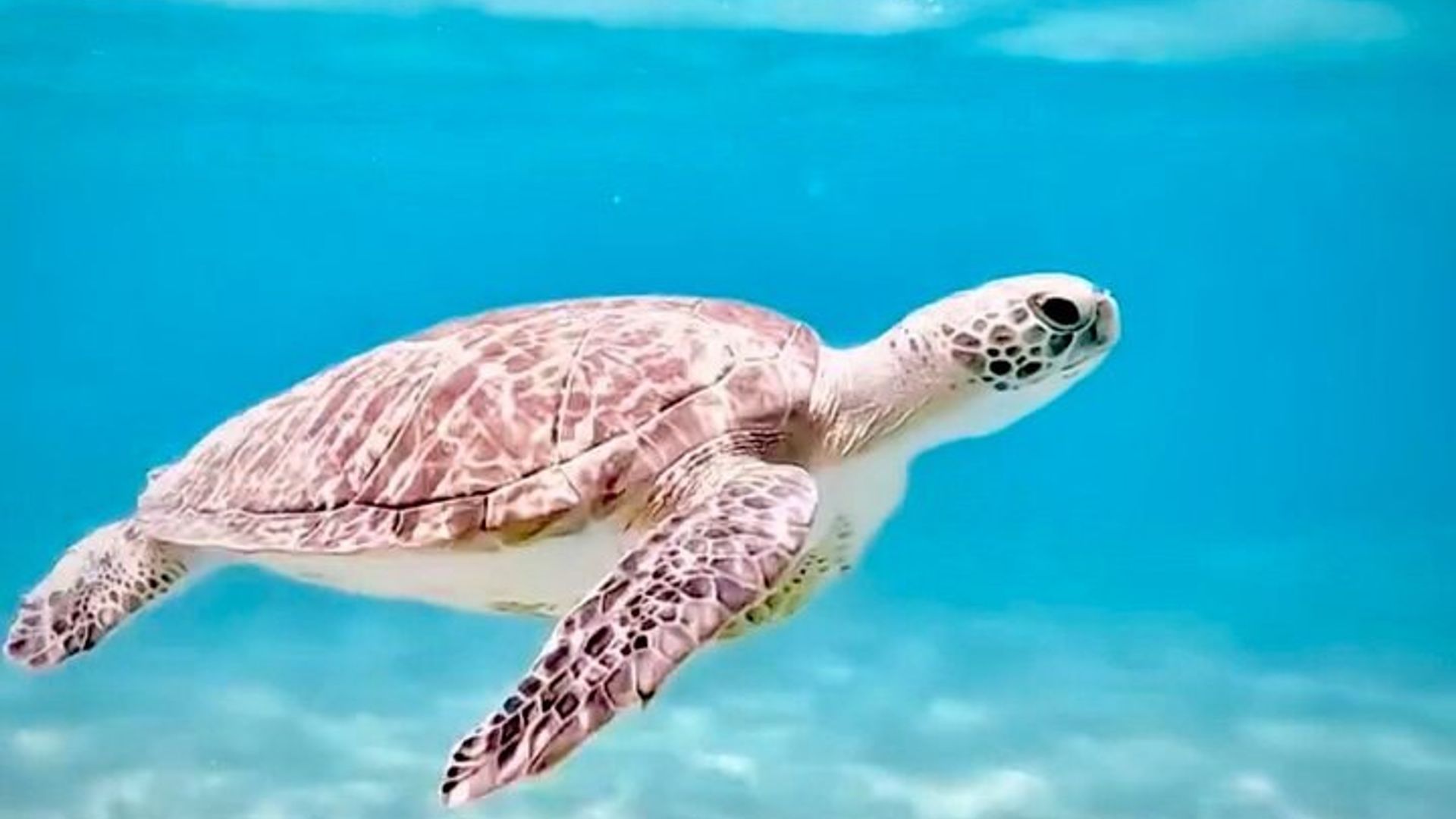 Plongée sous-marine Junior avec tortues + Vidéos gratuites West Palm beach