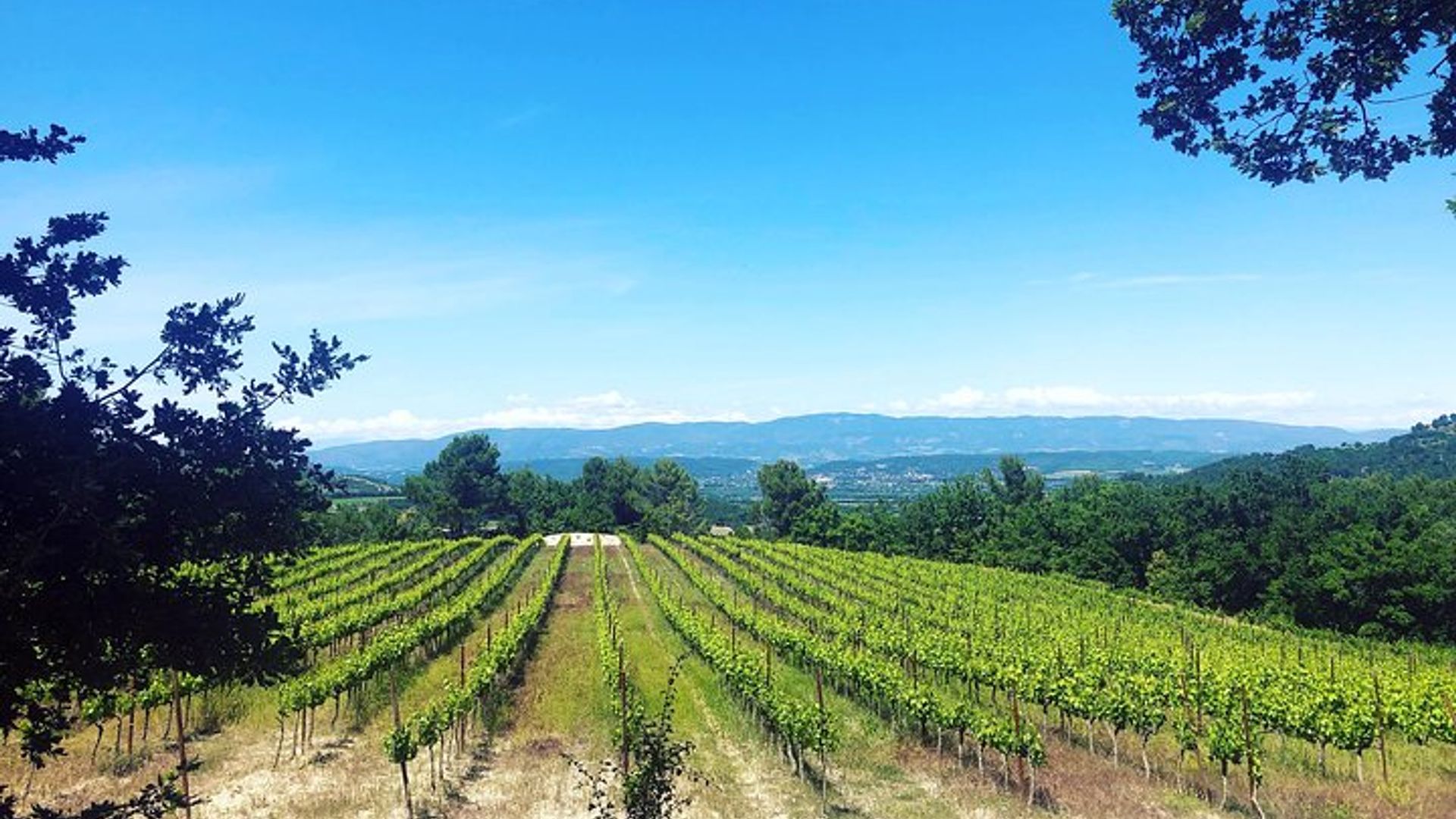 Provence Food and Wine Tour mit einem privaten Guide