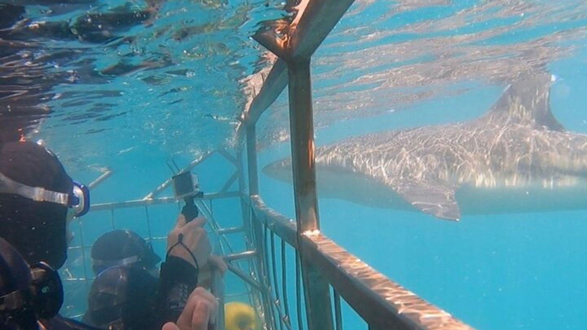 Shark Cage Diving with Return Transport from Hermanus