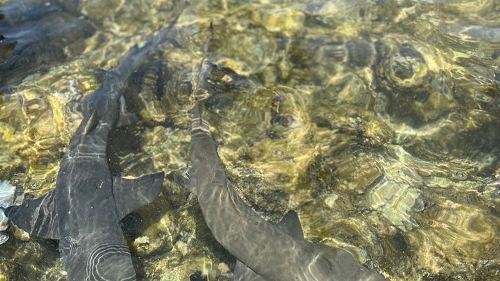 Sal Island Full-Day Tour from Santa Maria