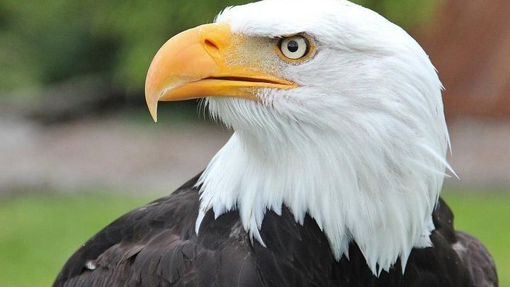 Sitka Tour: Raptor Center, Fortress of the Bears, Totems