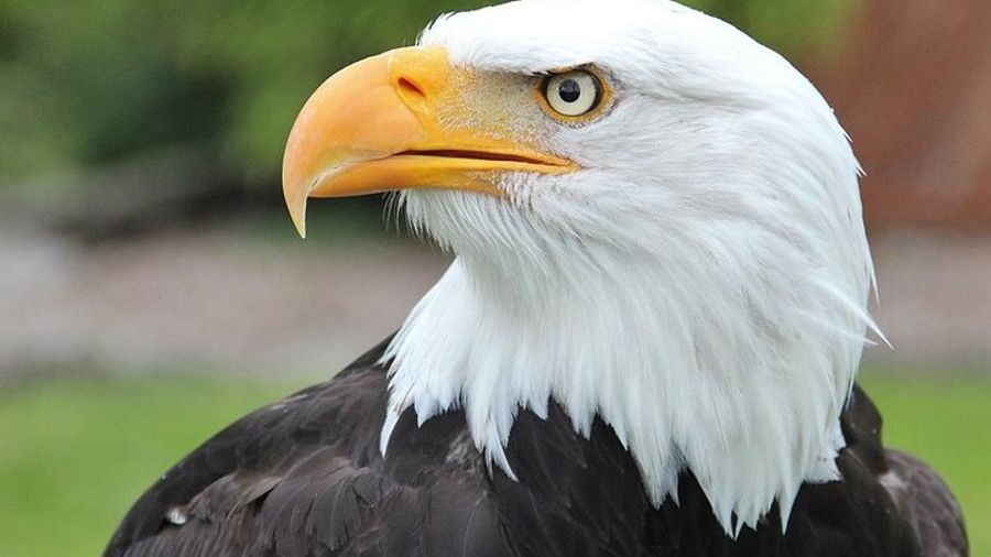 Sitka Tour: Raptor Center, Fortress of the Bears, Totems