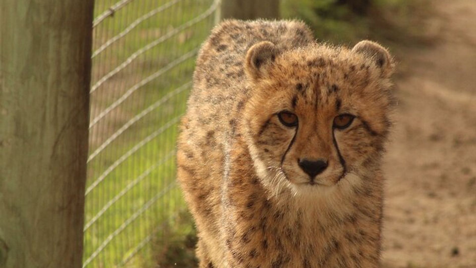 Visite de Cape Canopy en tyrolienne et en guépard