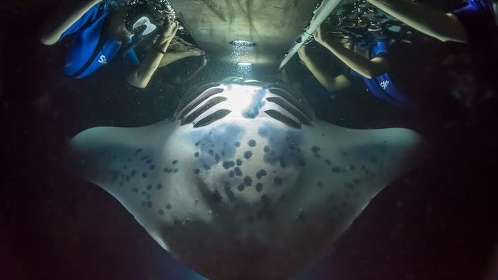 Big Island Manta Ray Night Experience
