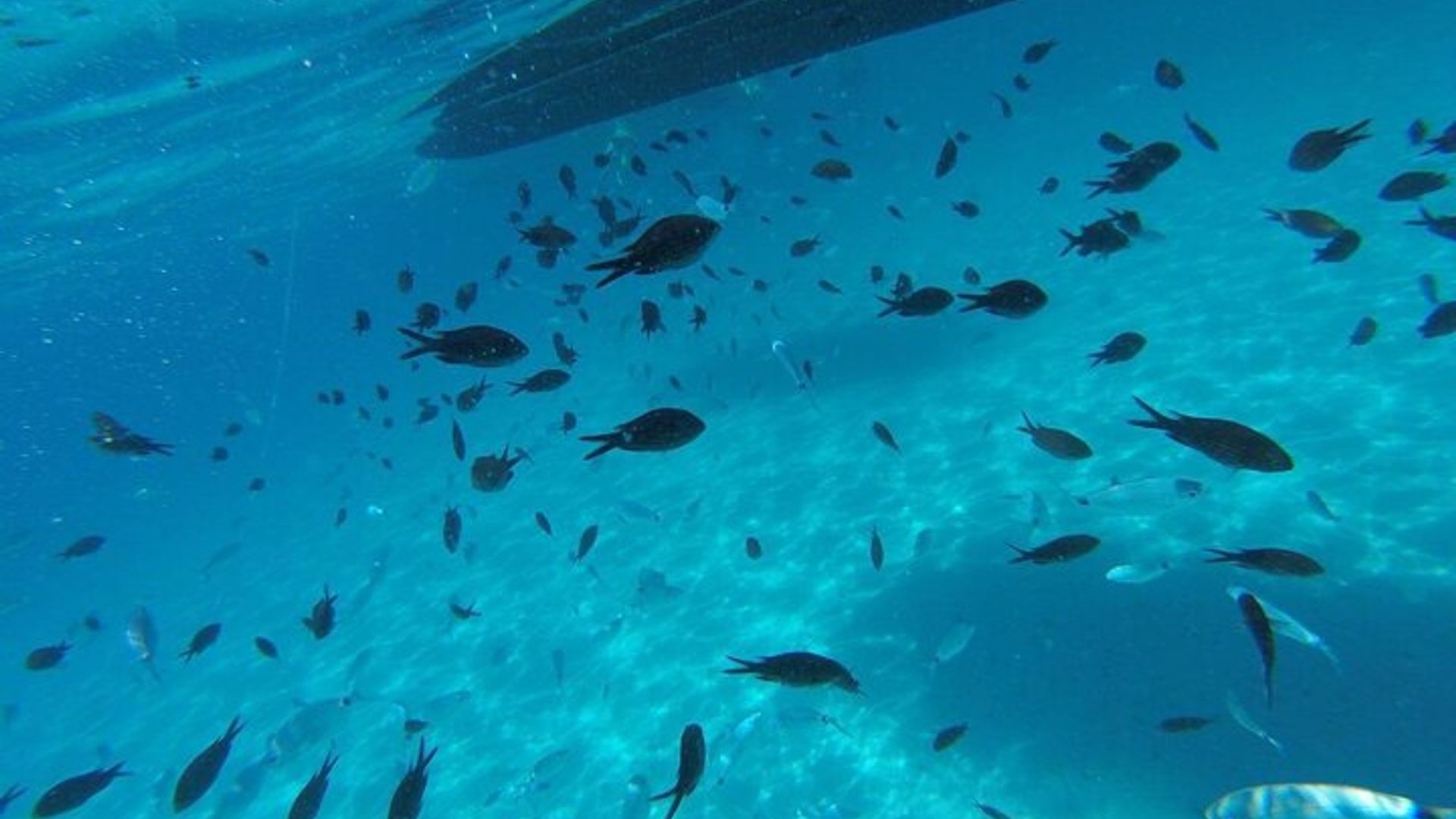 Tour delle 5 Isole e Spiagge di Tavolara San Teodoro