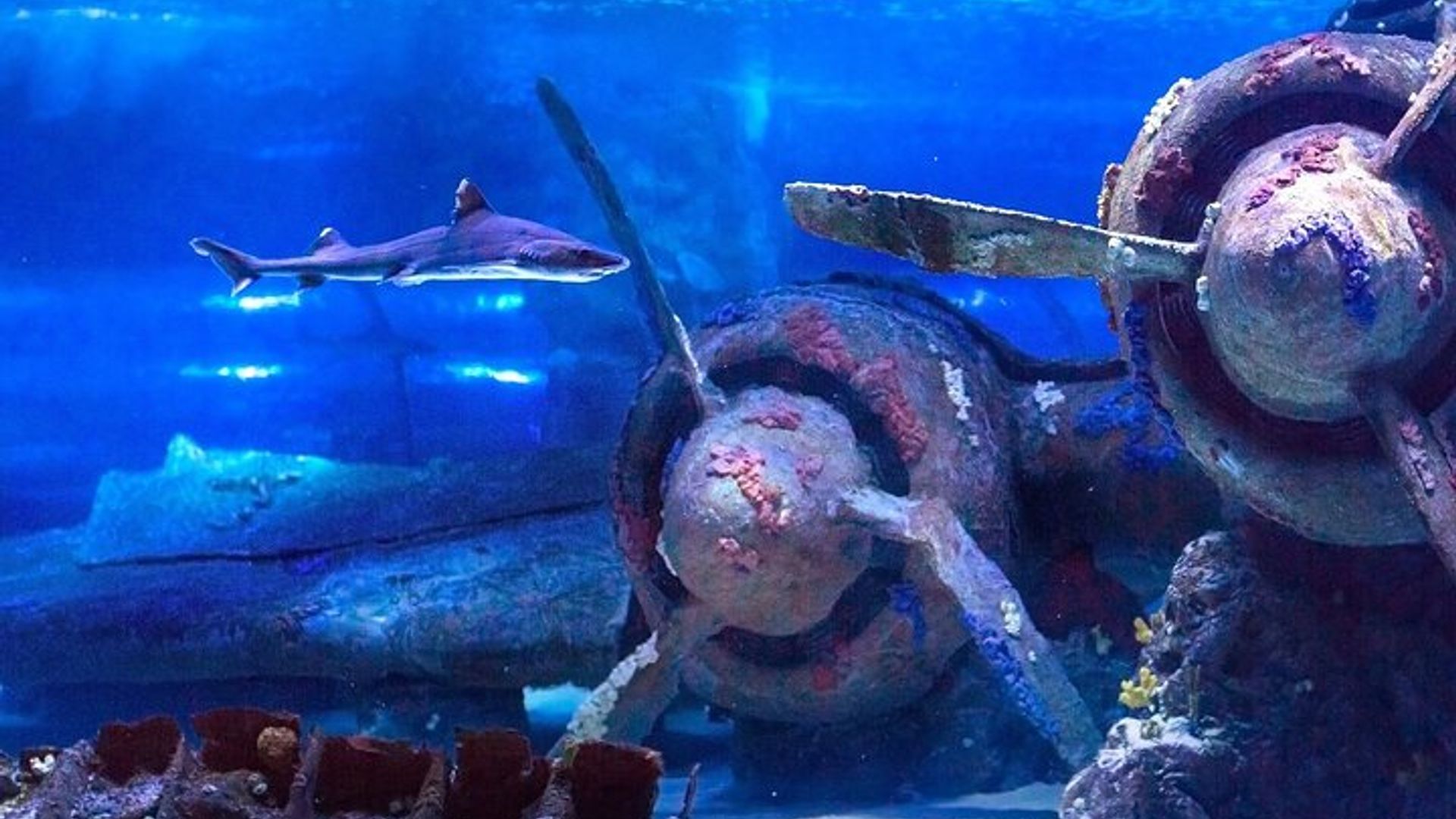 Aquarium & Face2Face Wachsmuseum von Belek