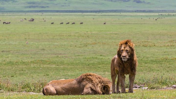 4-day Tanzania Safari