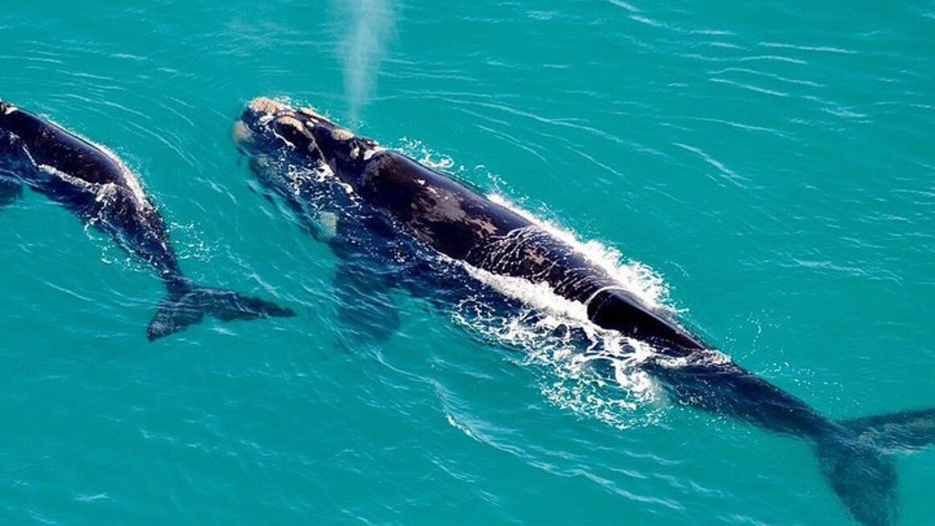 Excursión en barco de avistamiento de ballenas Hermanus desde Ciudad del Cabo