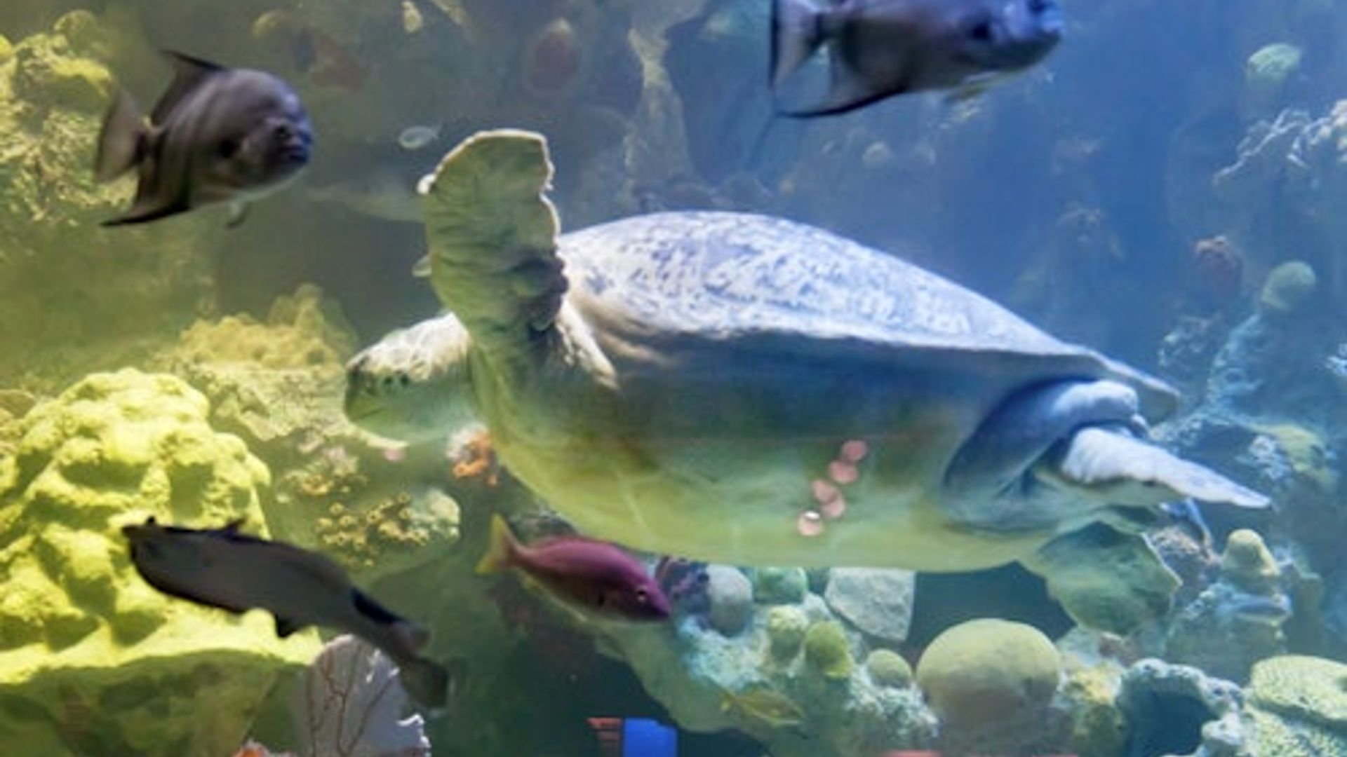 New England Aquarium: Entry Ticket image 1