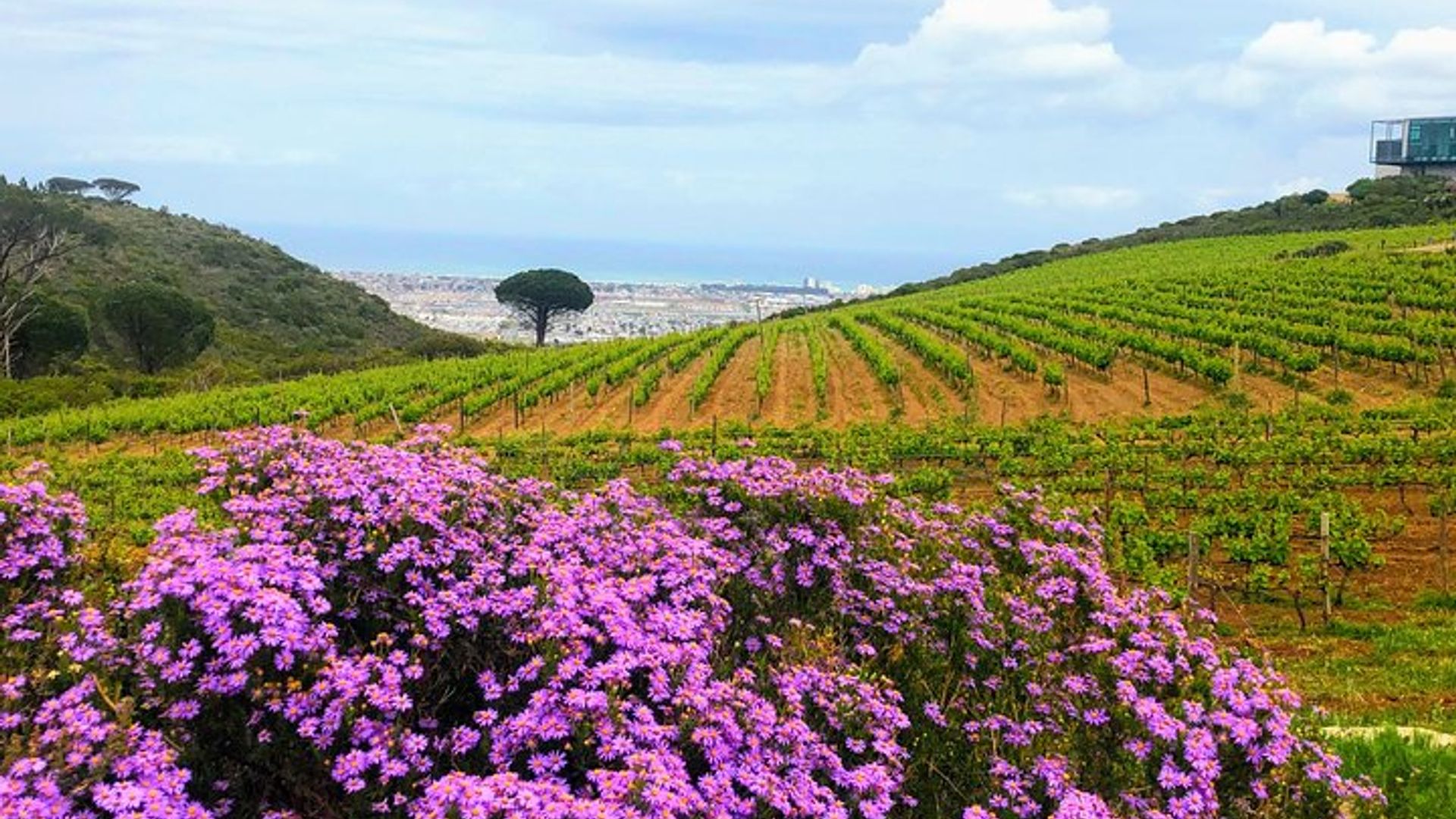 Cata de vinos - Granjas boutique