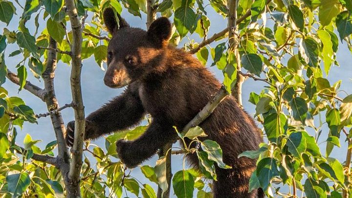 Jasper National Park Evening Wildlife Minibus Tour from Jasper