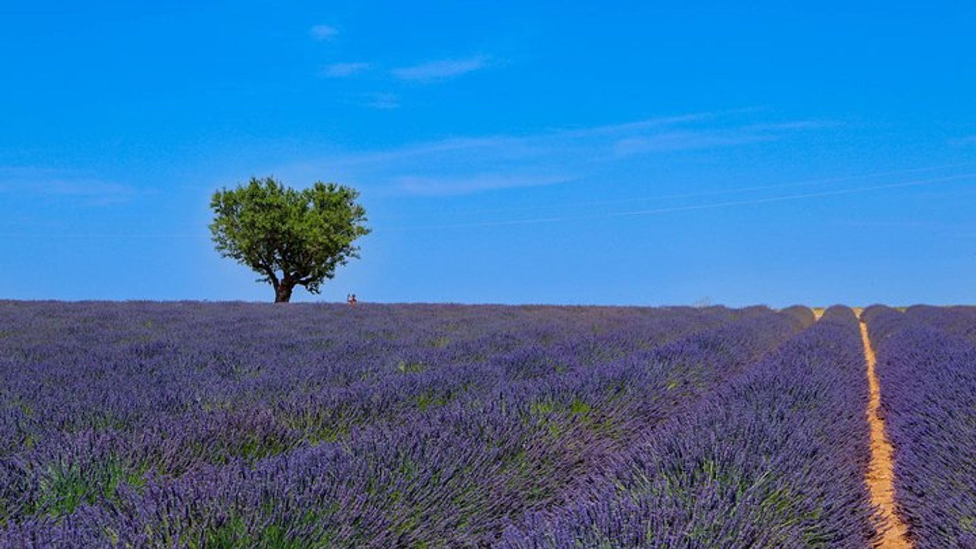 Private Provence Lavendel Fields Erweiterte Tagestour
