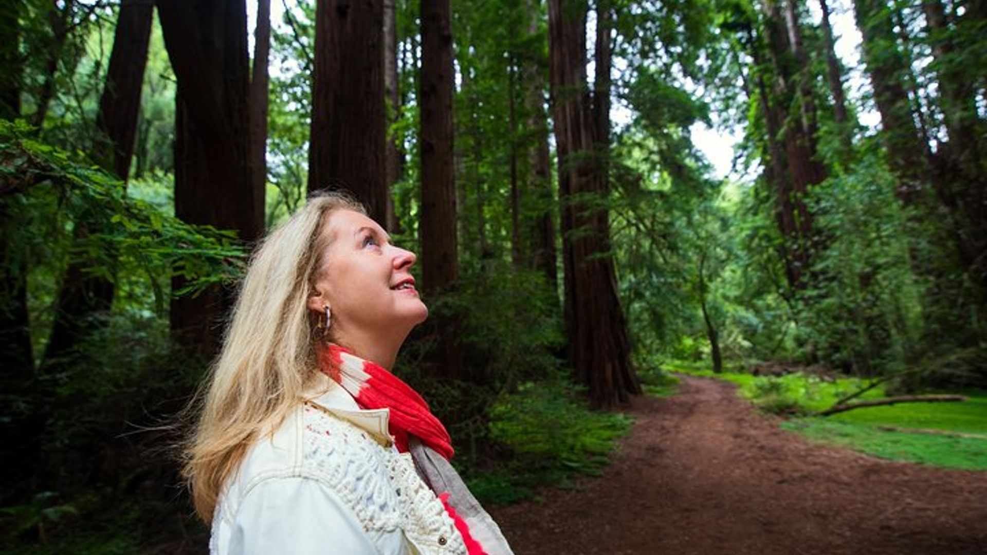 Muir Woods, Sausalito Half-Day Tour With Ferry Option image 1