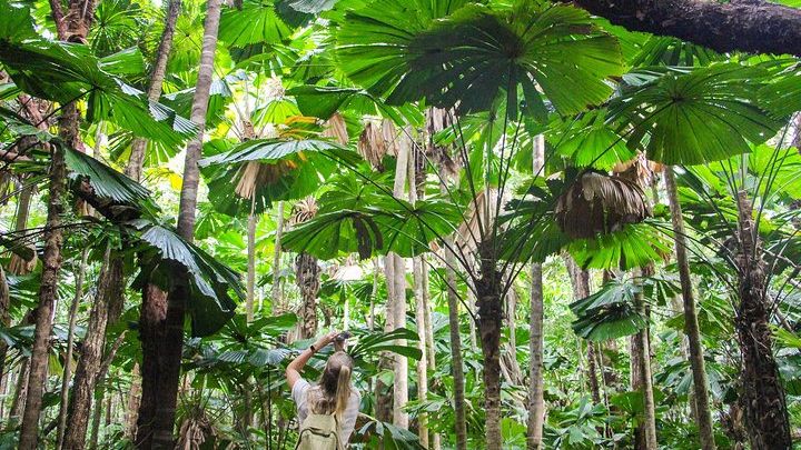 Cape Tribulation and Daintree Forest Full-Day Tour From Cairns