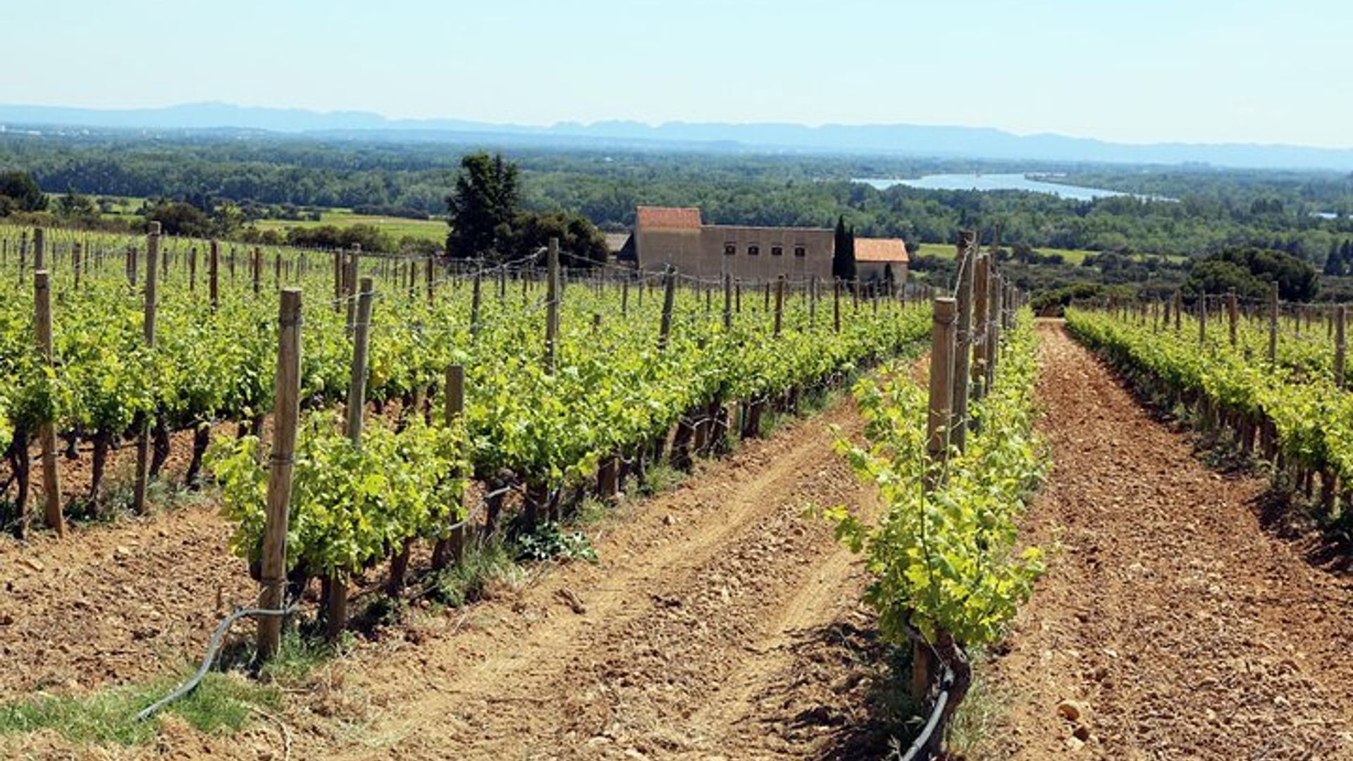 Châteauneuf Du Pape expérience viticole intensive et vins fins