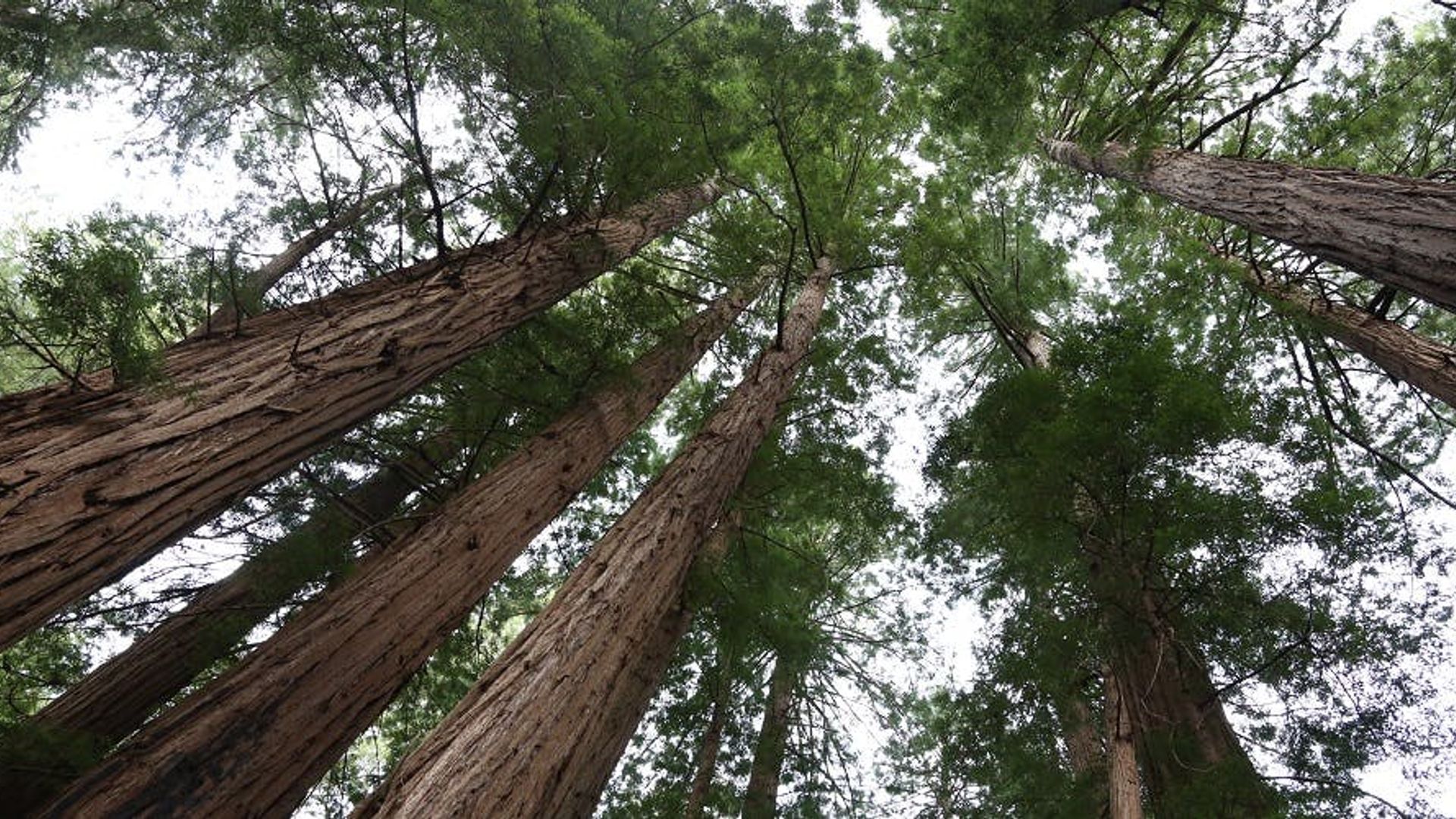 Muir Woods and Sausalito half-day tour image 1