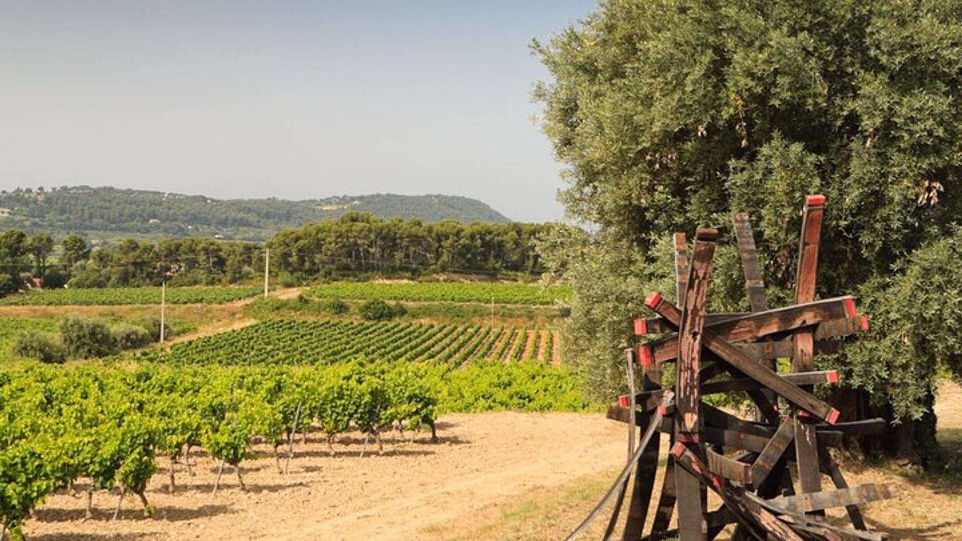 Visite Privée du Vignoble et Dégustation des Vins de Bandol
